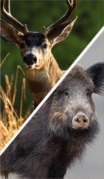 Deer and Pig Combo Hunting with Oak Stone Outfitters