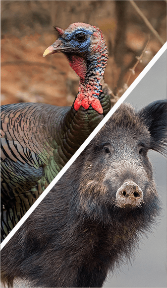 Turkey and Pig Combo Hunting with Oak Stone Outfitters