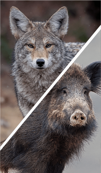 Varmint and Pig Combo Hunting with Oak Stone Outfitters