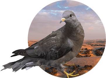 Band-tailed Pigeon Hunts