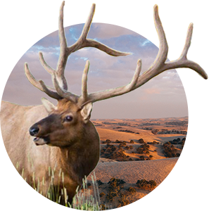 Tule Elk Hunting with Oak Stone Outfitters