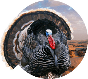 Rio Grande Turkey Hunting Packages by Oak Stone Outfitters