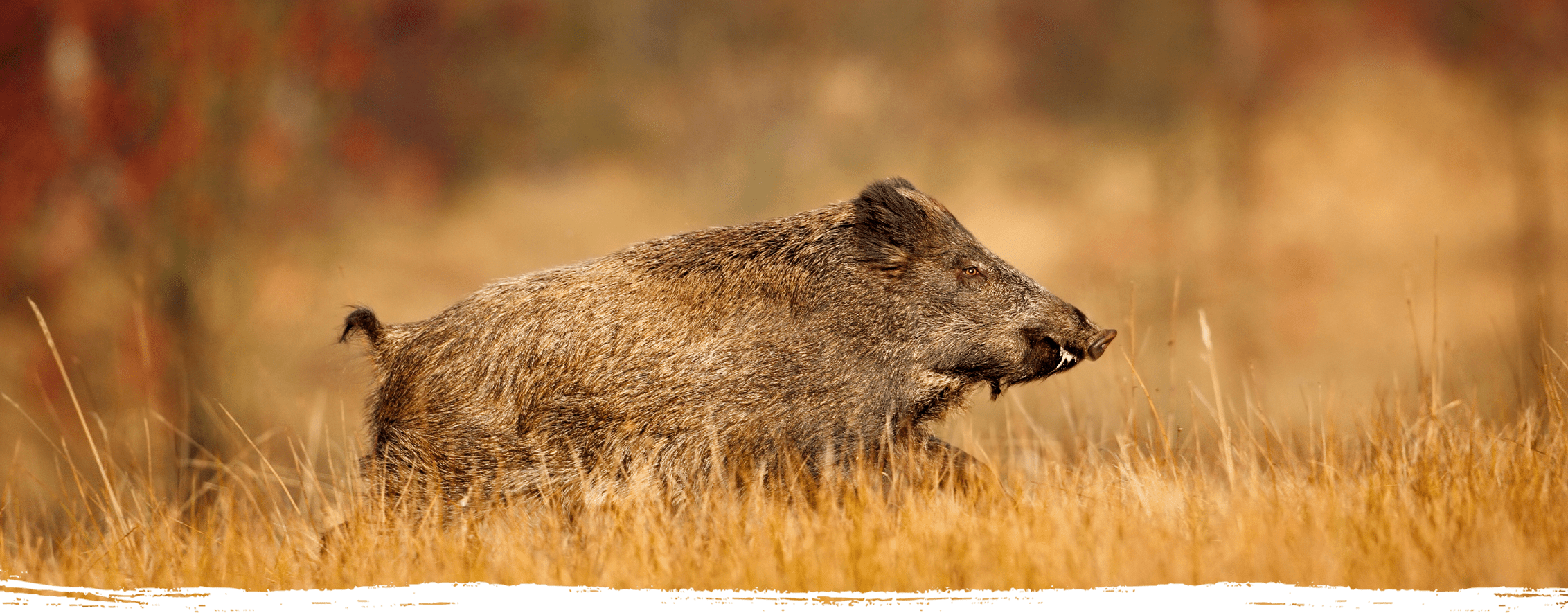 Wild Pig Hunting with Oak Stone Outfitters