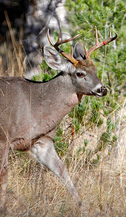 California Big Game Hunting with Oak Stone Outfitters