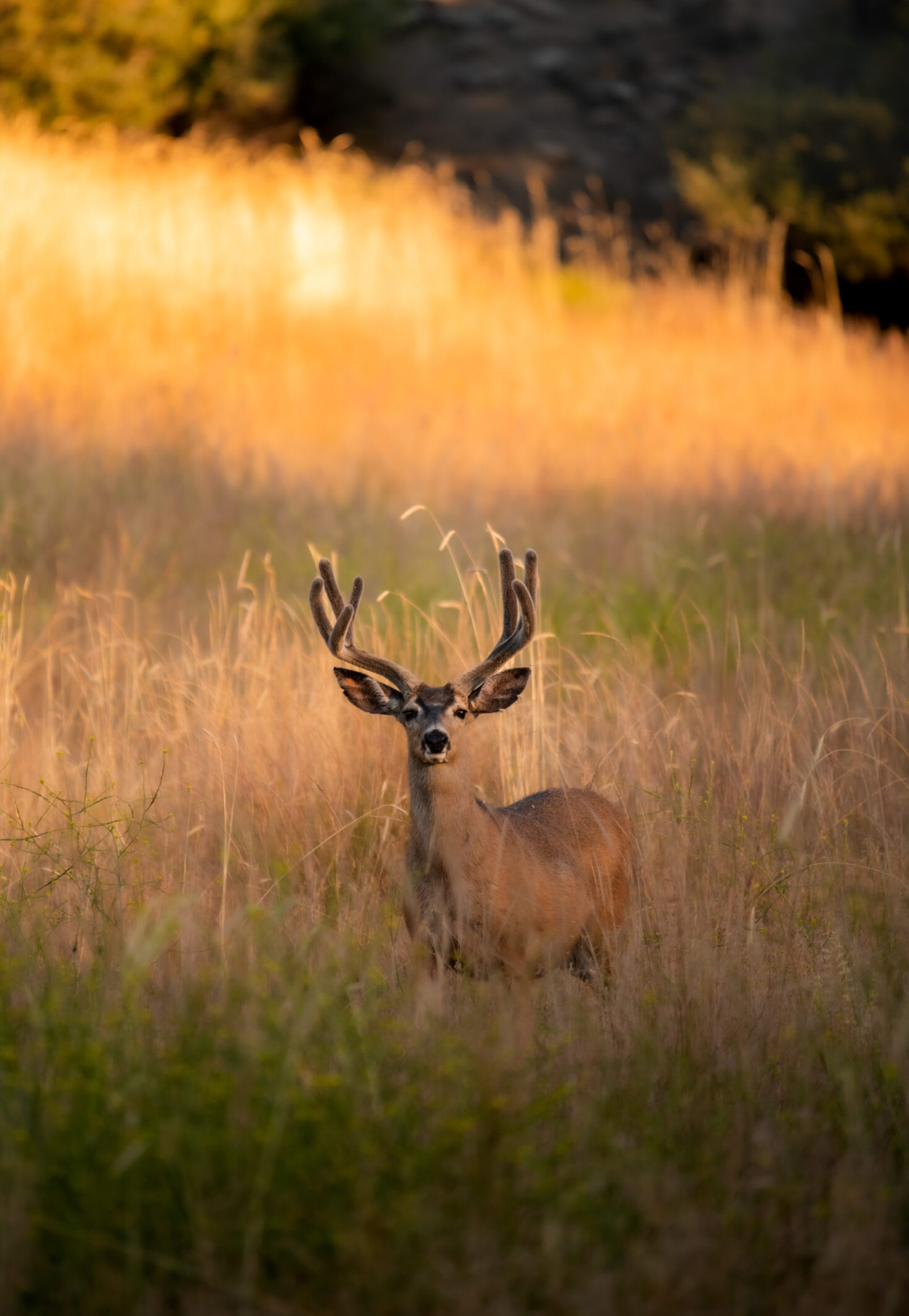 Blacktail Deer Hunting Packages