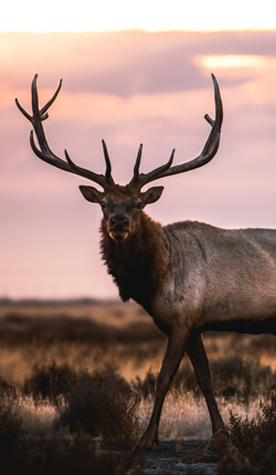 OSO-Black Tail Deer Hunts