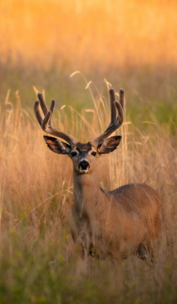 Big Hunts-Black Tail Deer