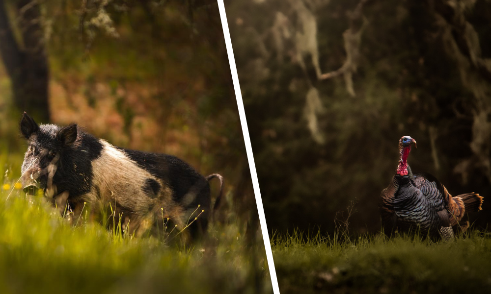 Turkey and Pig Combo Hunting with Oak Stone Outfitters